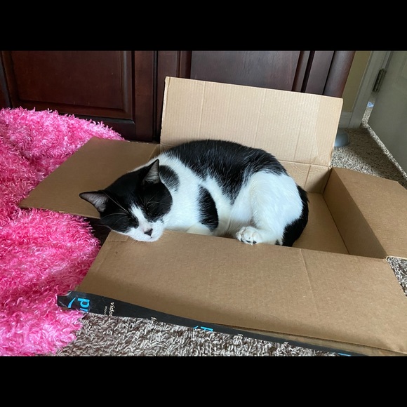 Meet your Posher, Rusty - Picture 6 of 8